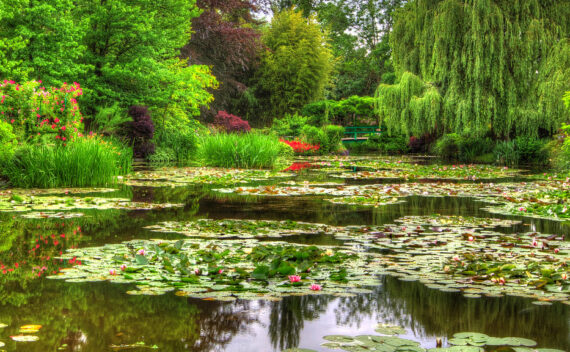 Plan d'eau à Giverny